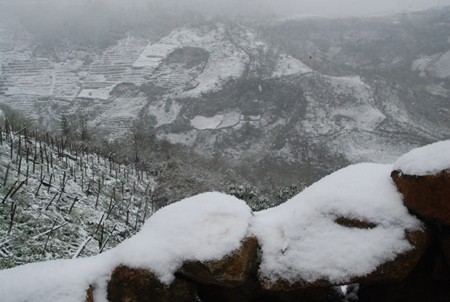 Snow has covered O Quy Ho Mountain Pass in Sa Pa District of Lao Cai Province since the beginning of the year (Photo: SGGP)
